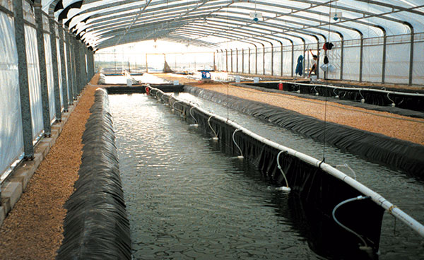 aquaculture drop in tank liners